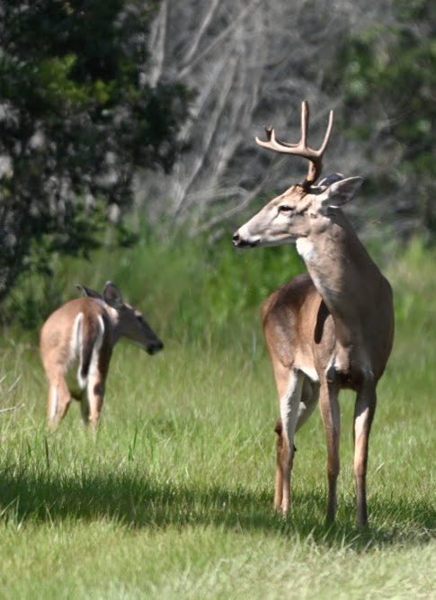 A buck watching over a doe in the field