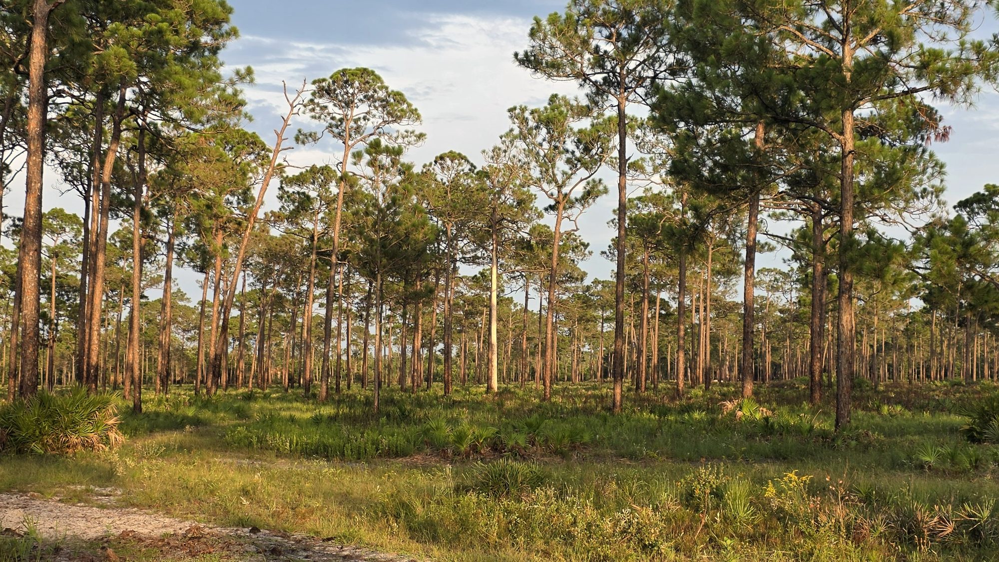 Tall longleaf pines in late-afternoon light