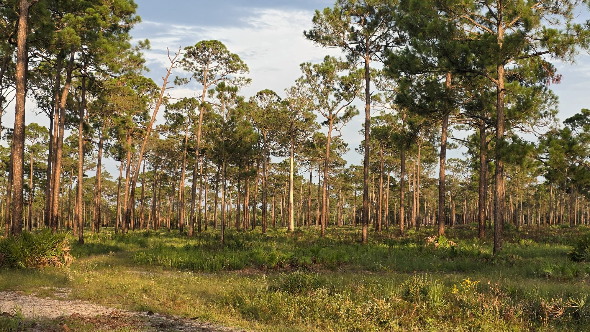 A sandy ranch road running through open pine flatwoods in late-day light