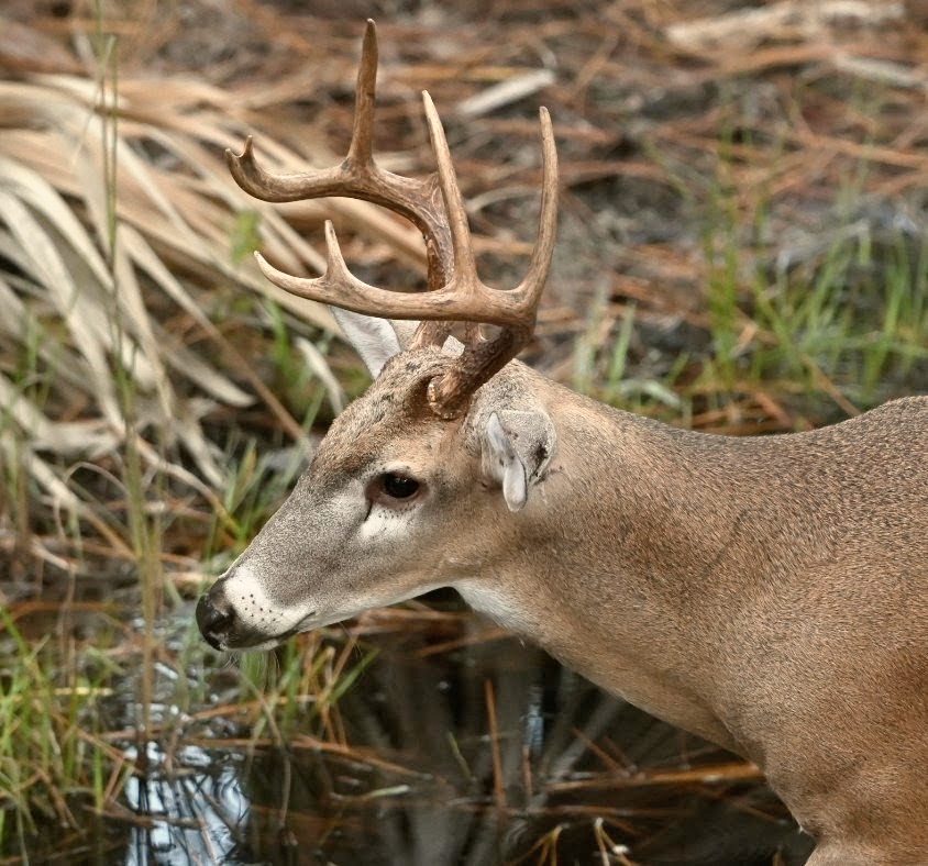 A whitetail buck drinking at the water’s edge