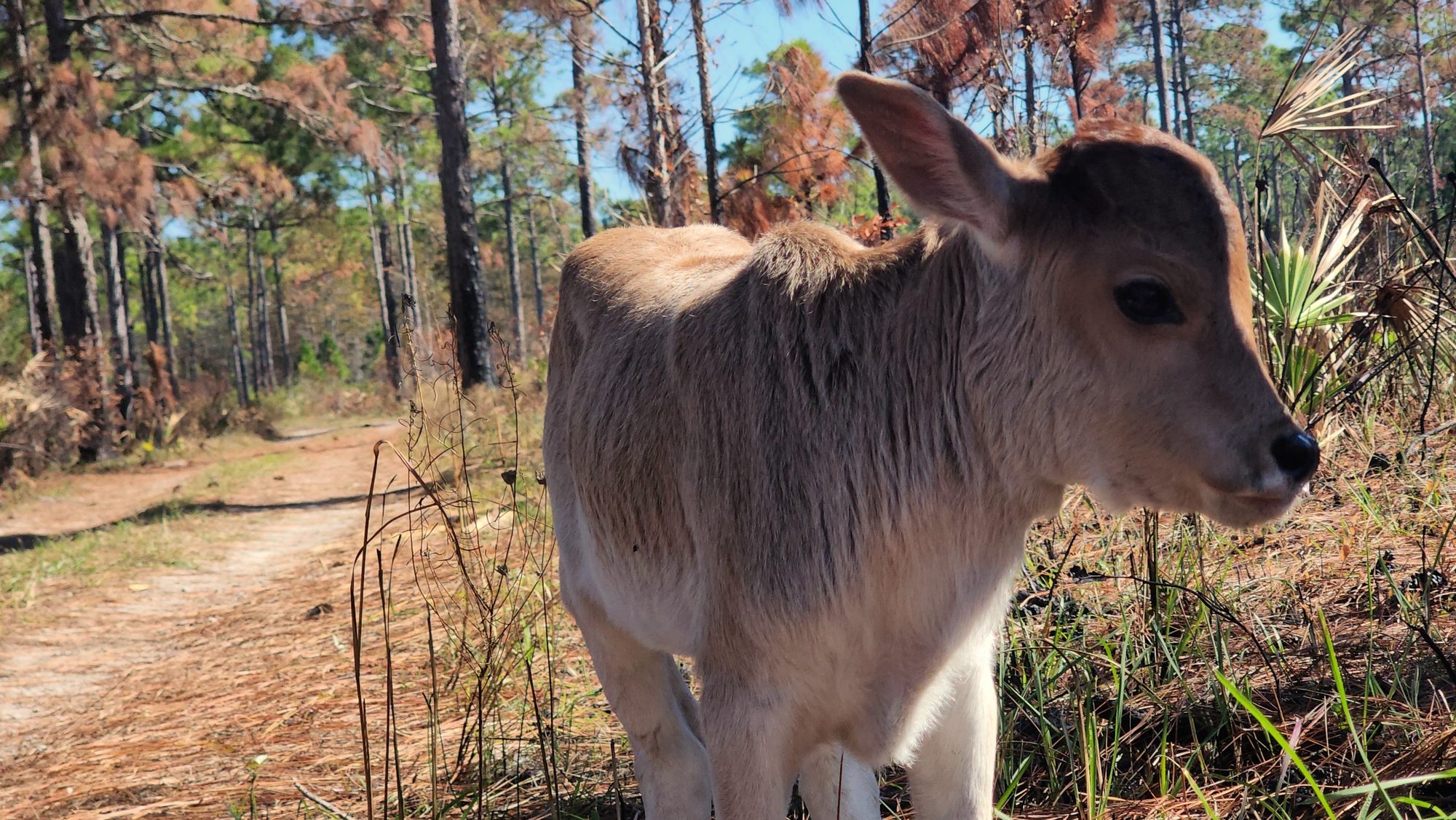 A young calf standing beside a sandy trail through pine flatwoods and saw palmetto