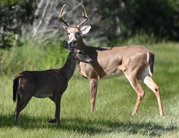 A buck and a doe standing close together