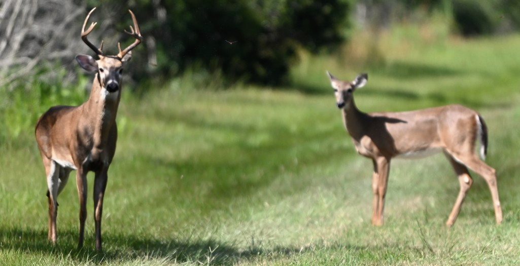 A buck and a doe watching from the clearing