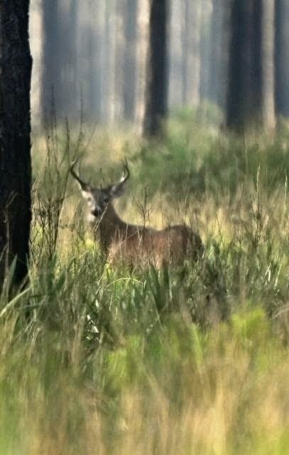 A buck standing in the grass of a misty pine forest