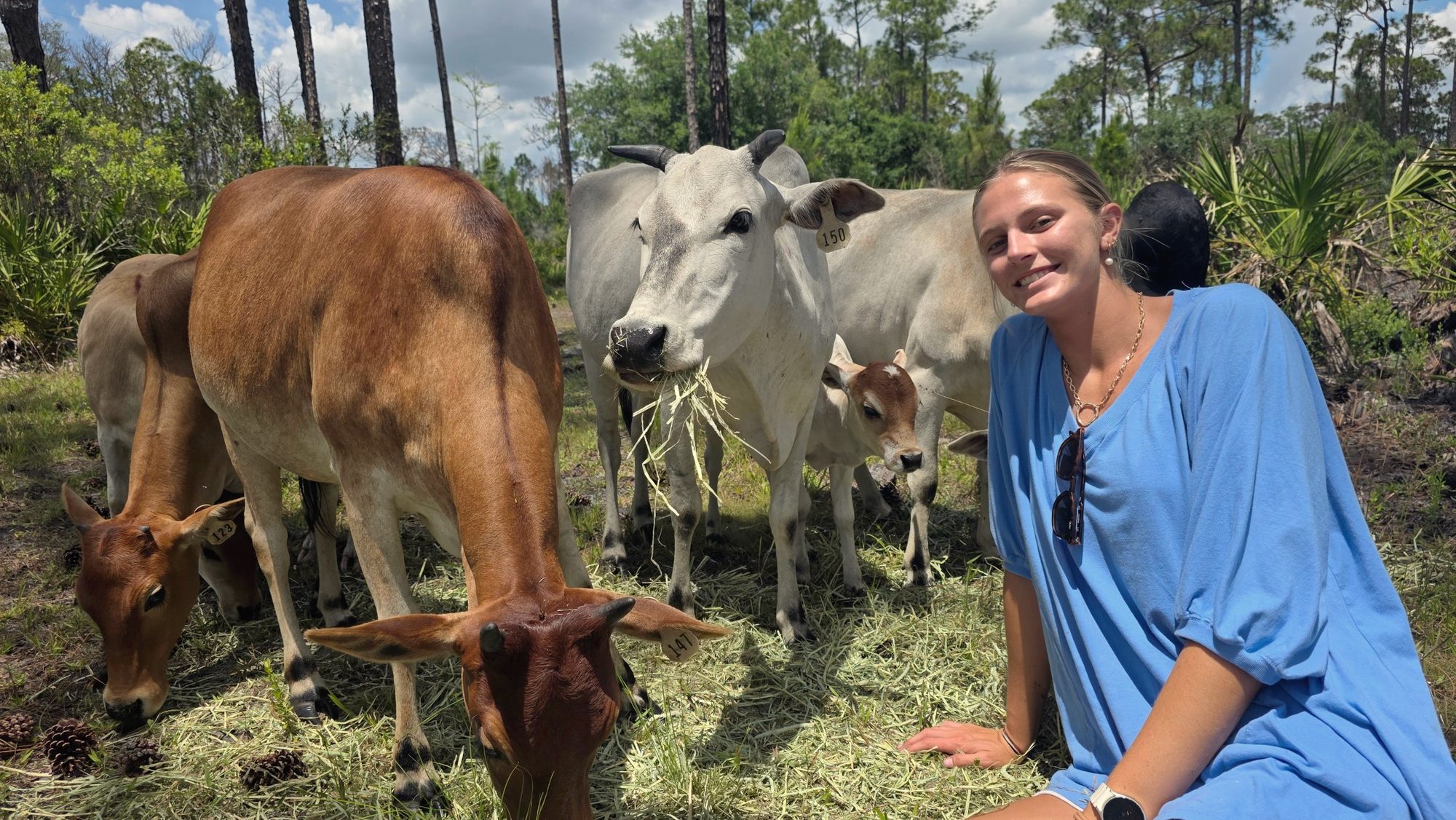 Brahman-cross cattle and a calf eating hay among the pines and palmettos