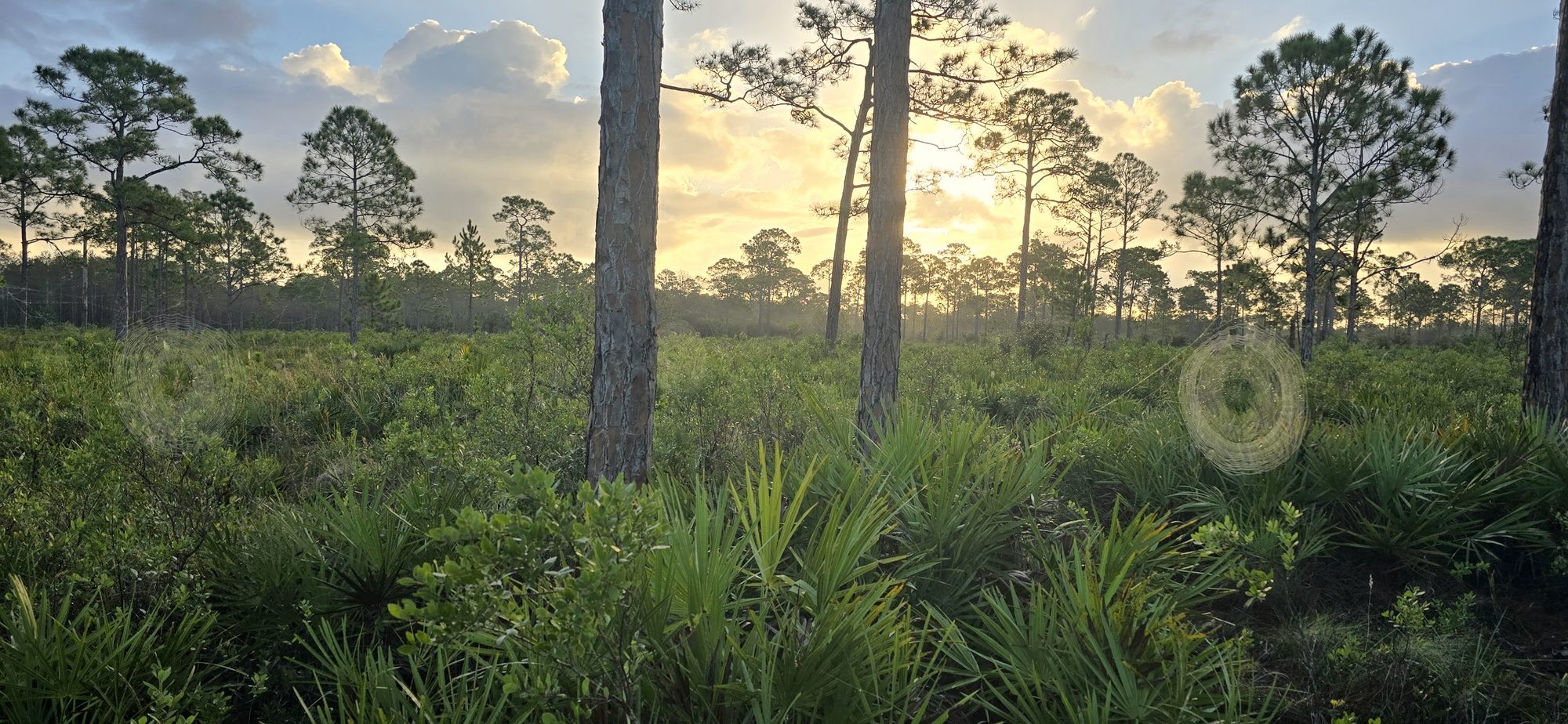 Sunset behind pines over saw palmetto