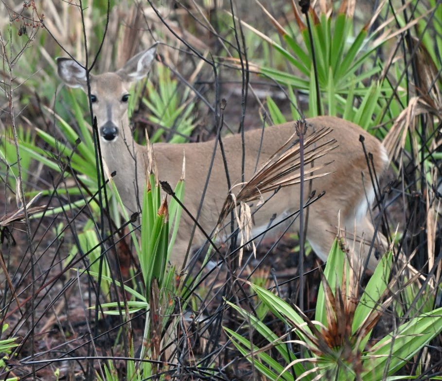 A doe peering out from palmetto and brush