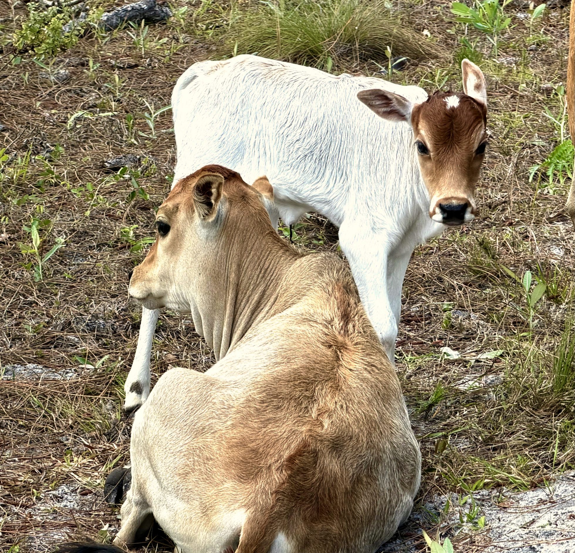 Two young calves resting together