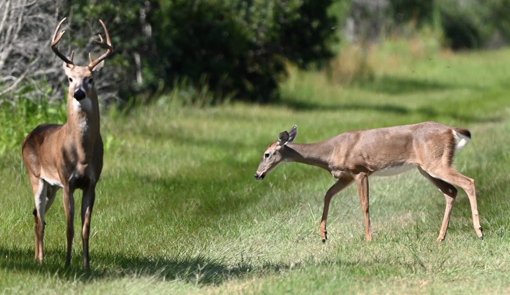 A buck and a doe crossing a grassy clearing