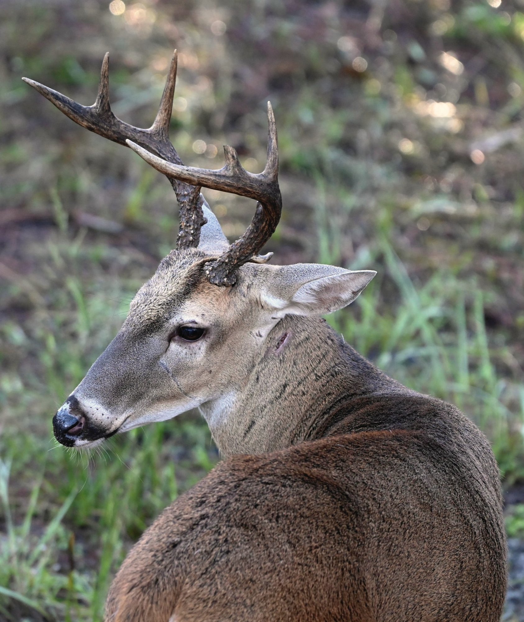 A whitetail buck looking back over his shoulder