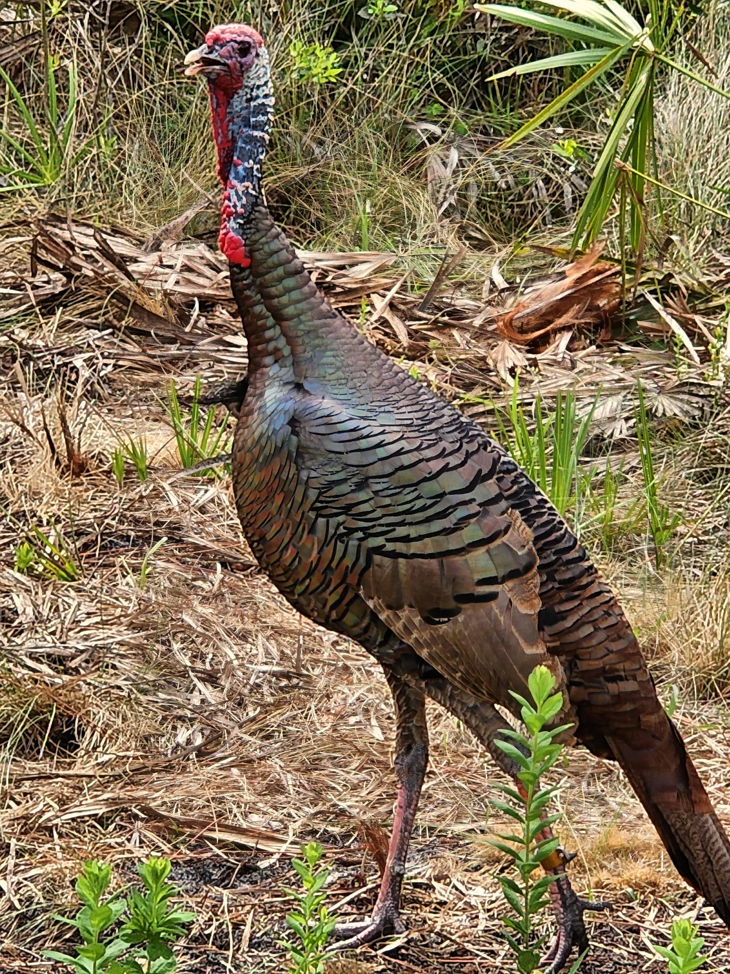 A wild turkey gobbler close up in the brush, iridescent feathers catching the light