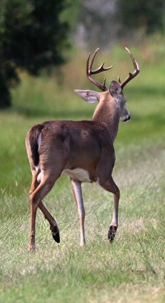 A buck walking away across the grass
