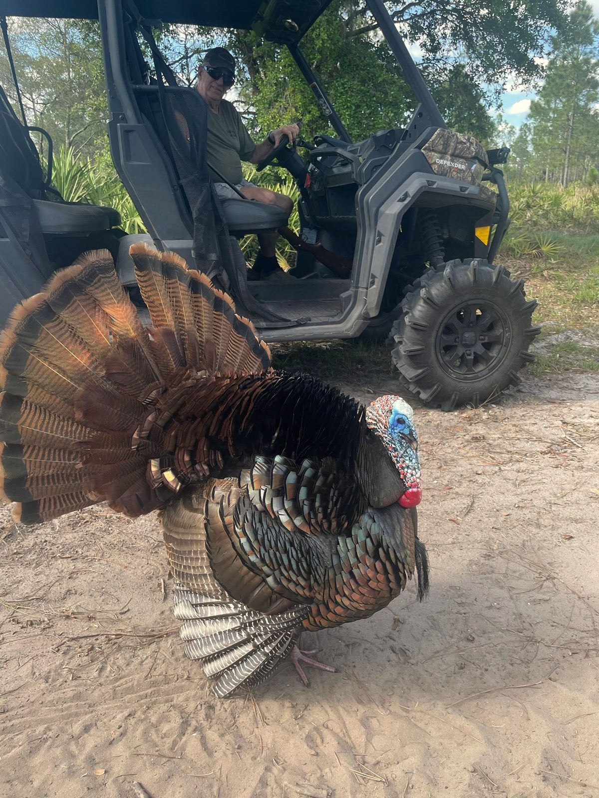 A wild turkey gobbler in full strut on a sandy ranch road beside a side-by-side