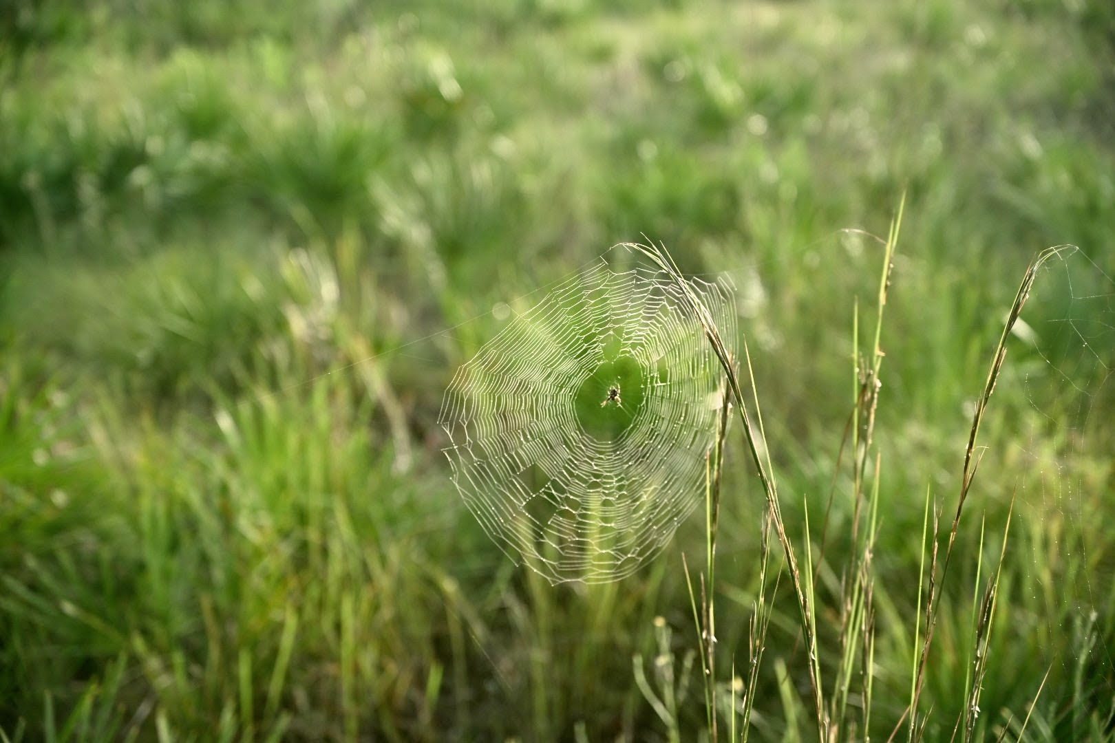 A dew-covered spider web in the tall grass