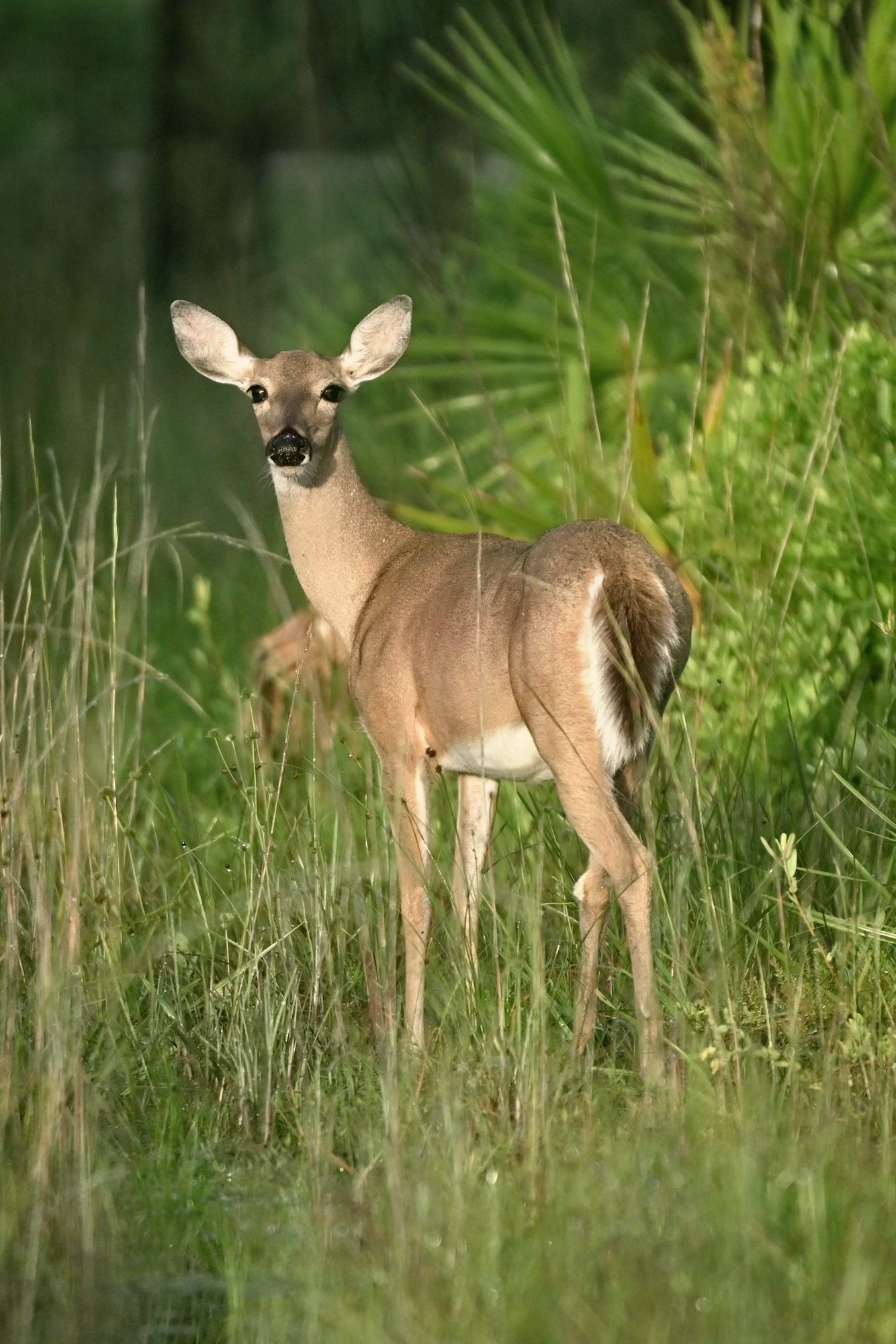 A doe looking back from the tall grass