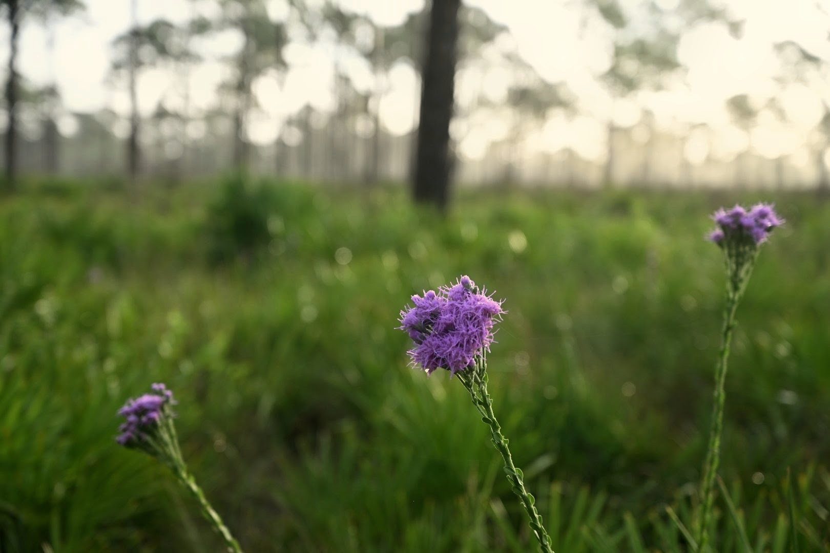 Purple blazing star wildflowers in the pine flatwoods