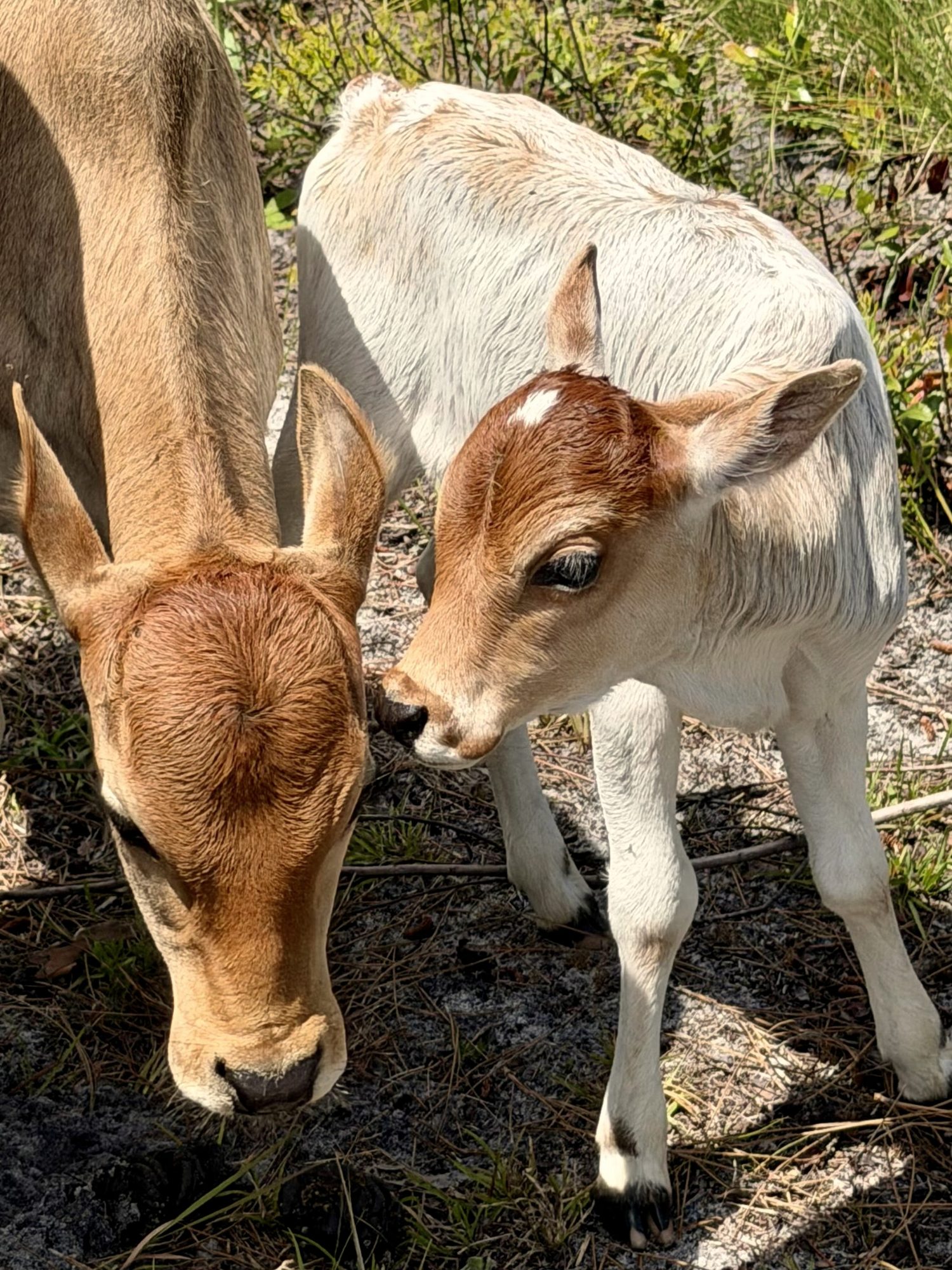 A young calf nuzzling another calf