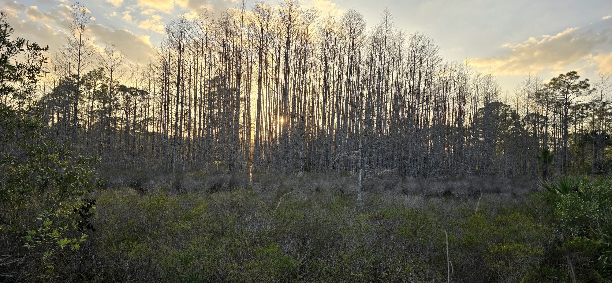 Sunset through a stand of old cypress