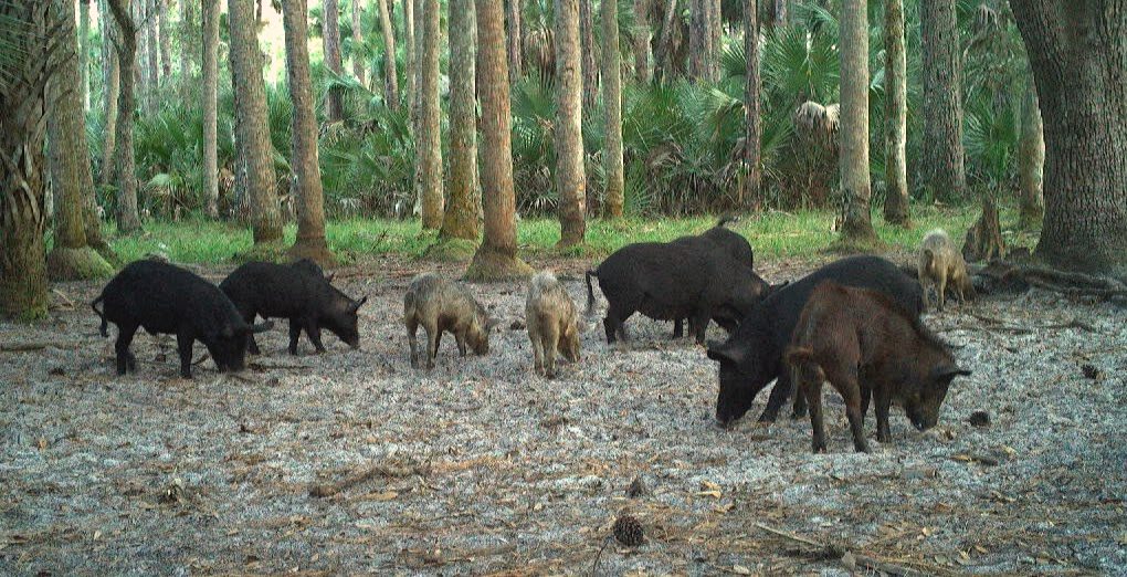 A group of wild hogs rooting under cabbage palms