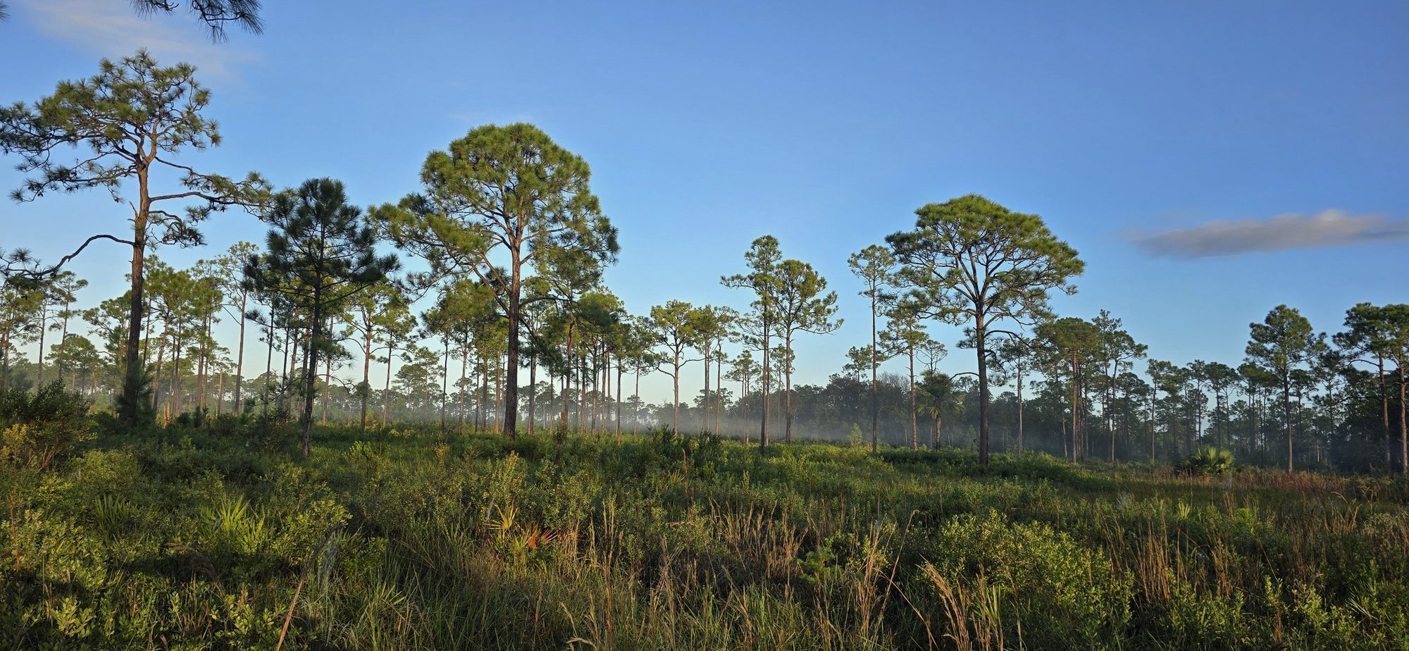 Pine flatwoods in morning mist under a clear blue sky