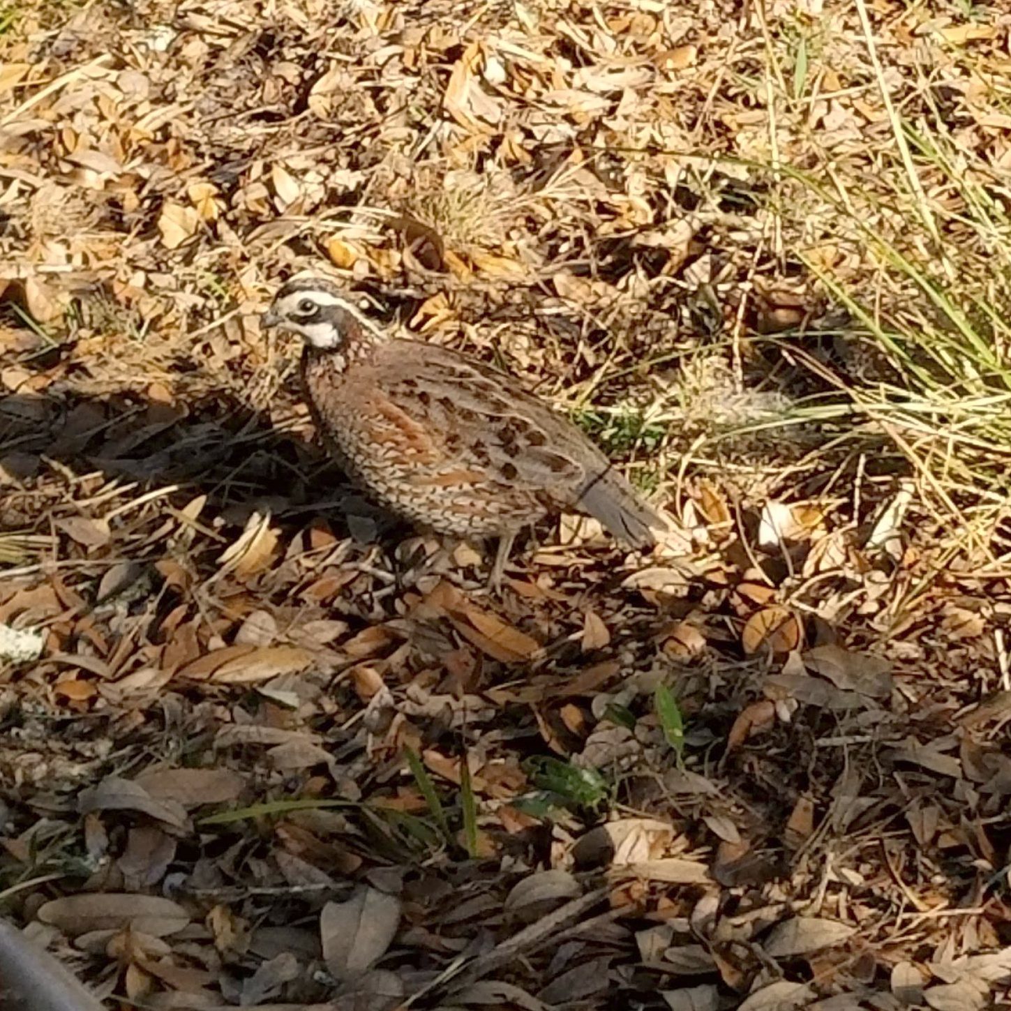 A bobwhite quail on a bed of oak leaves