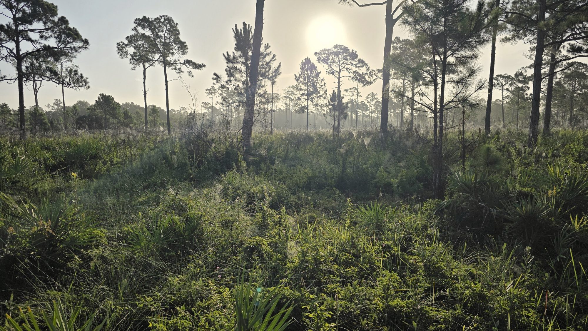 Morning sun through pines over the flatwoods