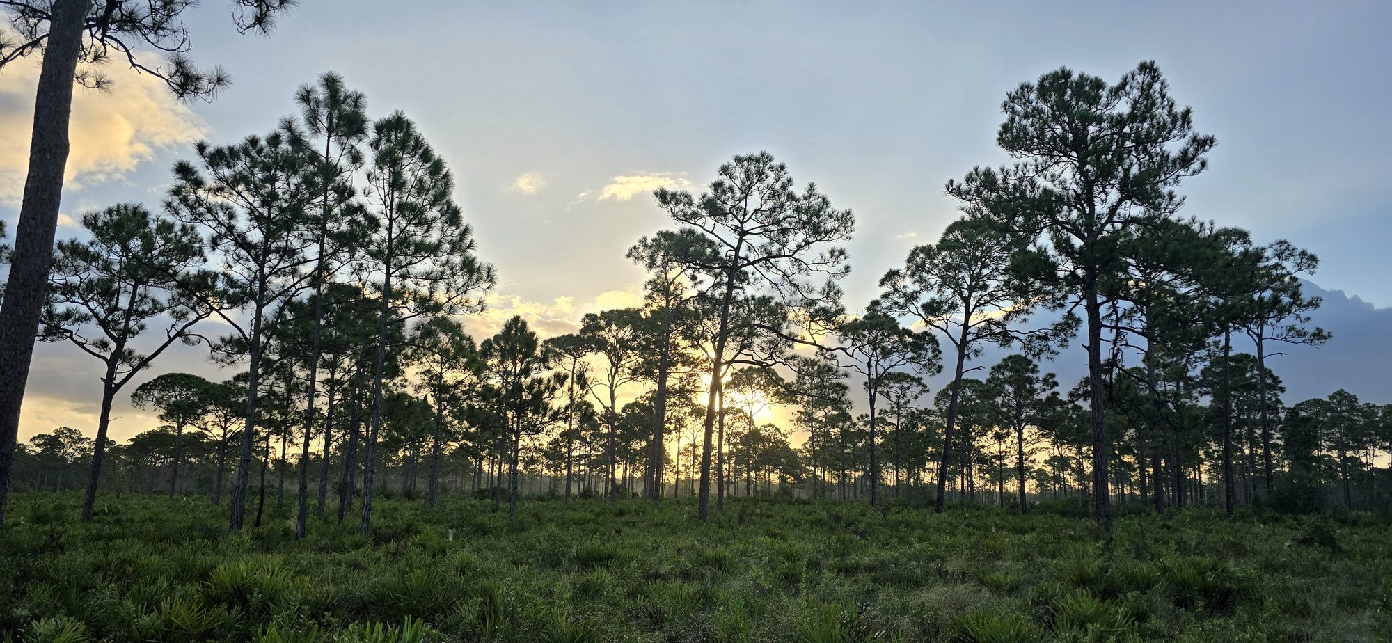 Sunrise behind a line of pines across open flatwoods