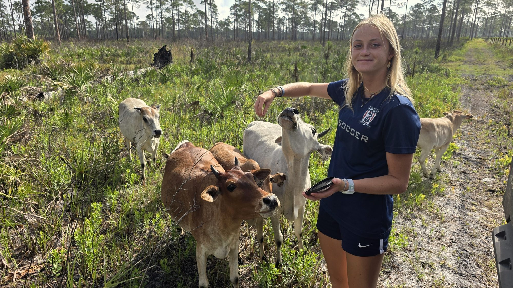 Brahman-cross cattle gathered around a visitor in the flatwoods