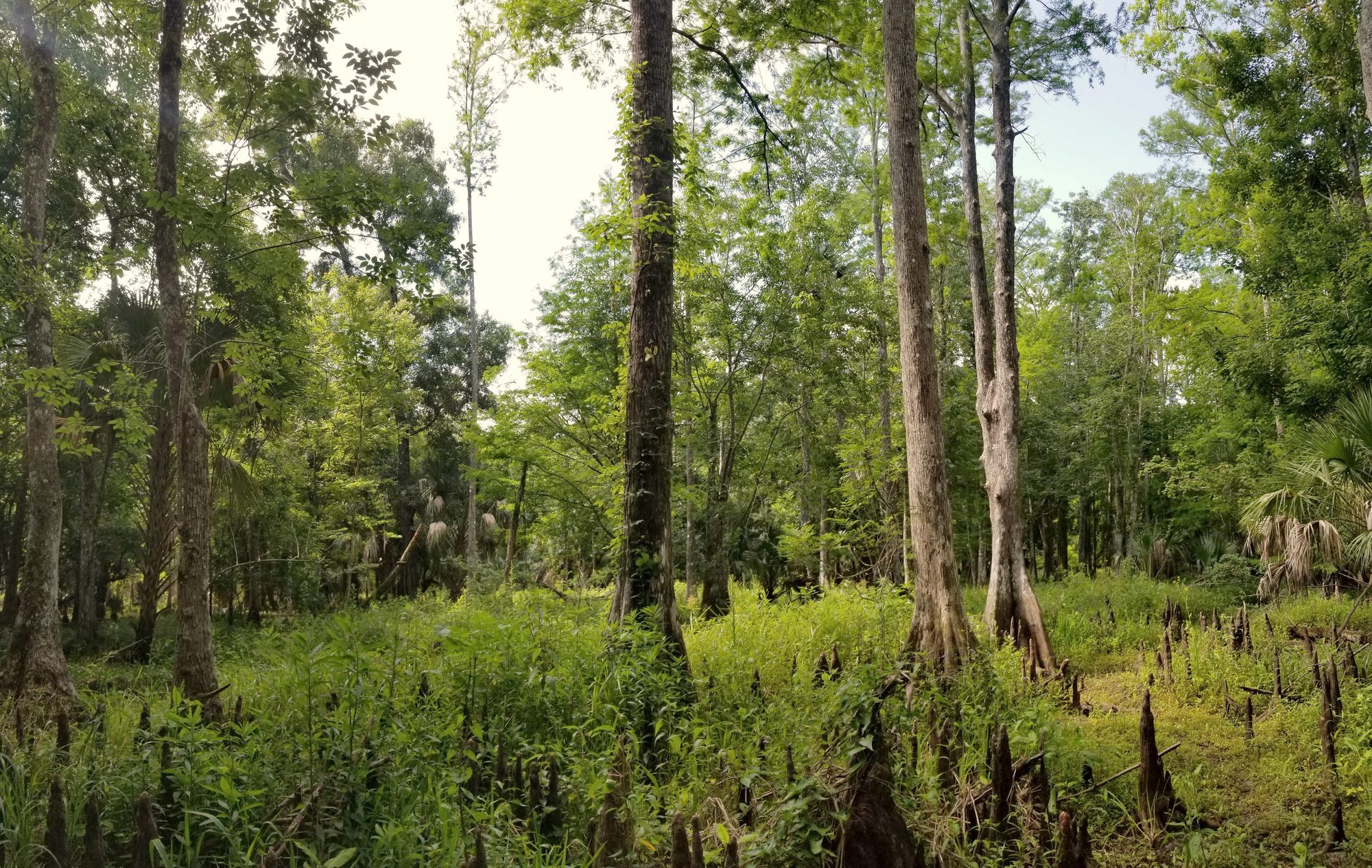 Tall trees and dense green undergrowth in a shaded hammock